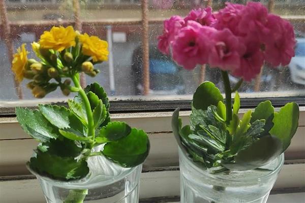 长寿花的水培方法，可以每周换水一次