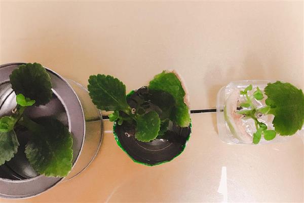 长寿花的水培方法，可以每周换水一次