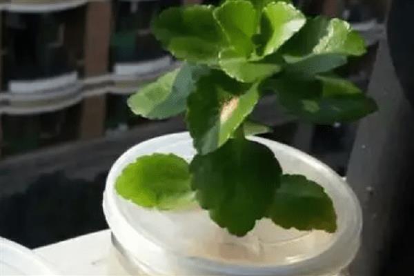 长寿花的水培方法，可以每周换水一次