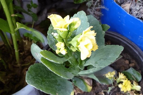 长寿花的水培方法，可以每周换水一次