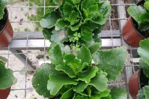 长寿花的水培方法，可以每周换水一次