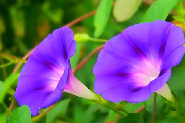 牵牛花的形态特征，其茎杆上长有短柔毛