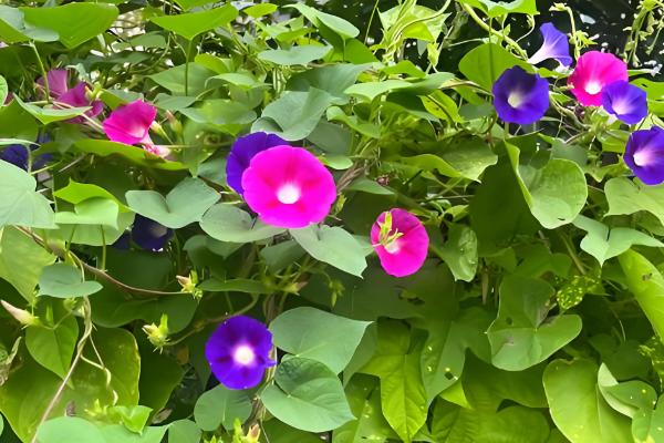 牵牛花的形态特征，其茎杆上长有短柔毛