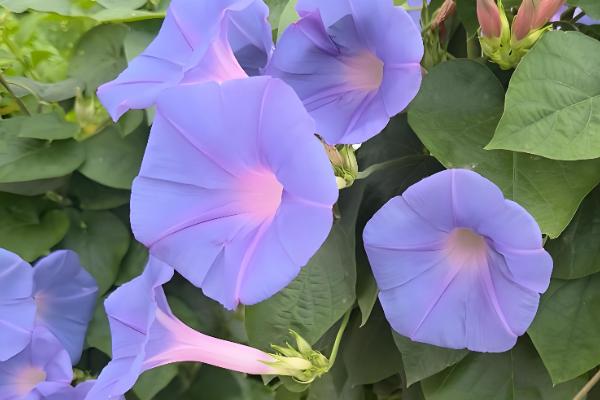 牵牛花的形态特征，其茎杆上长有短柔毛