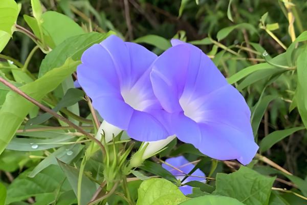 牵牛花的形态特征，其茎杆上长有短柔毛