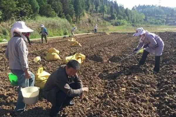 春小麦的施肥技术，基肥应选择农家肥