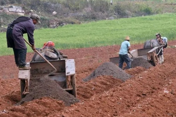 春小麦的施肥技术，基肥应选择农家肥