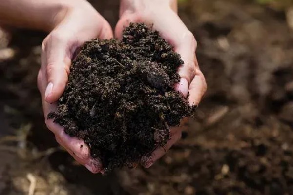春小麦的施肥技术，基肥应选择农家肥