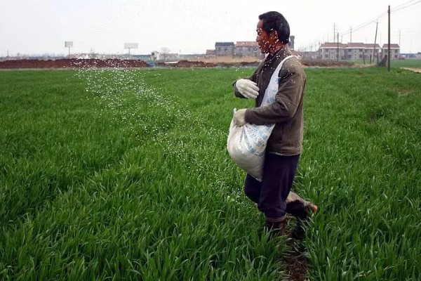 春小麦的施肥技术，基肥应选择农家肥