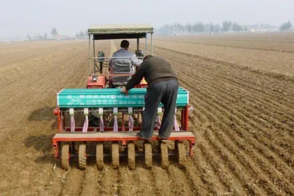 春小麦的施肥技术，基肥应选择农家肥