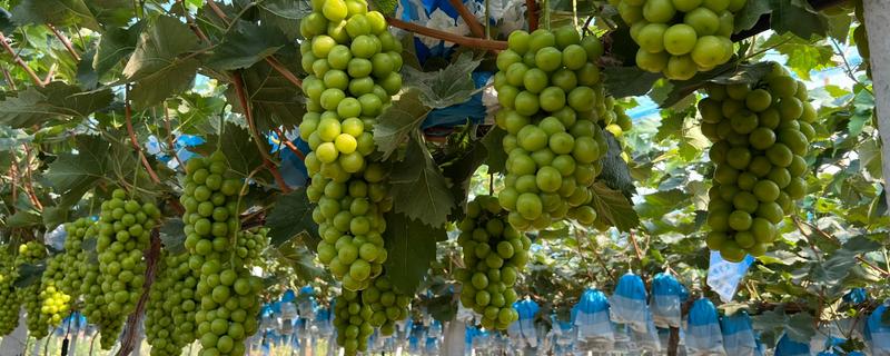 葡萄果园采收后如何管理，采收后应该及时浇水