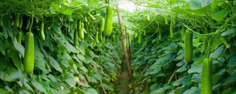 瓠瓜打叉整枝的方式，及时剪除其生长过密的枝条