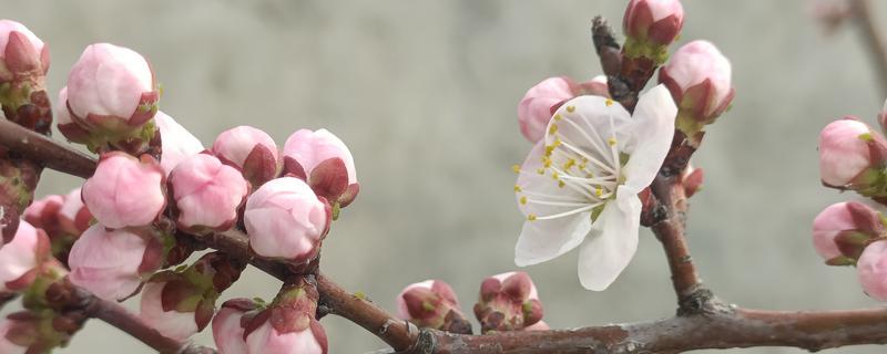 红杏花的形态特点，其花朵单生在枝条上