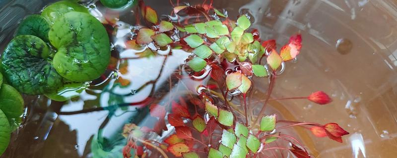 浮萍能放鱼缸里吗，可以放在鱼缸中养殖