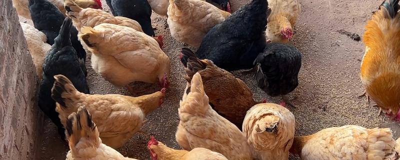 鸡啄毛吃的原因，大多是因为营养不良所致