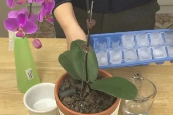 蝴蝶兰的花期,有两至三个月的时间