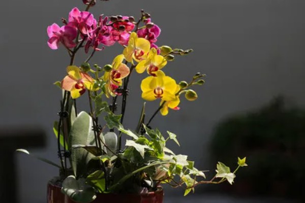 蝴蝶兰的花期,有两至三个月的时间