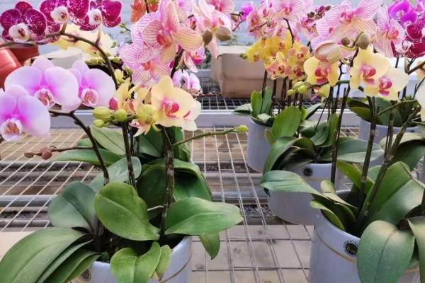 蝴蝶兰的花期,有两至三个月的时间