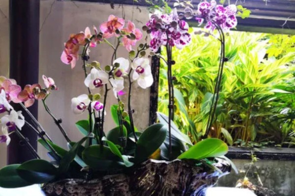 蝴蝶兰的花期,有两至三个月的时间