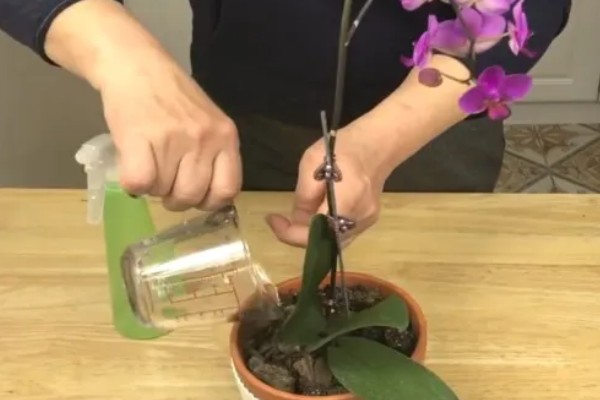 蝴蝶兰的花期,有两至三个月的时间