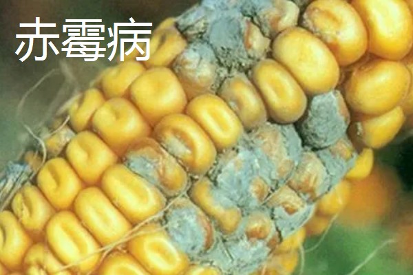 春耕购种时怎么鉴别带病种子，不同种子的鉴别方法不同