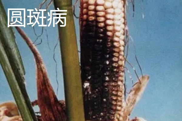 春耕购种时怎么鉴别带病种子，不同种子的鉴别方法不同