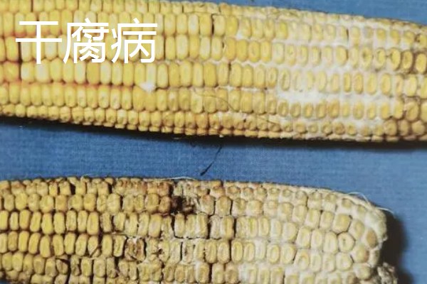 春耕购种时怎么鉴别带病种子，不同种子的鉴别方法不同