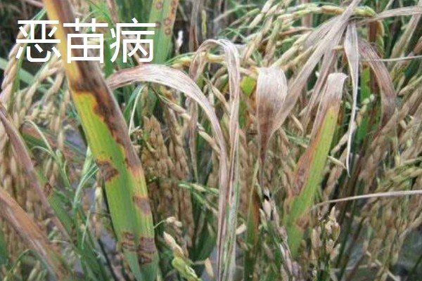 春耕购种时怎么鉴别带病种子，不同种子的鉴别方法不同