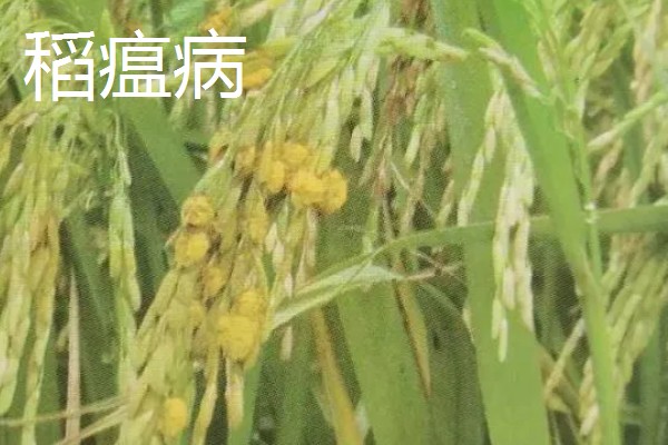 春耕购种时怎么鉴别带病种子，不同种子的鉴别方法不同