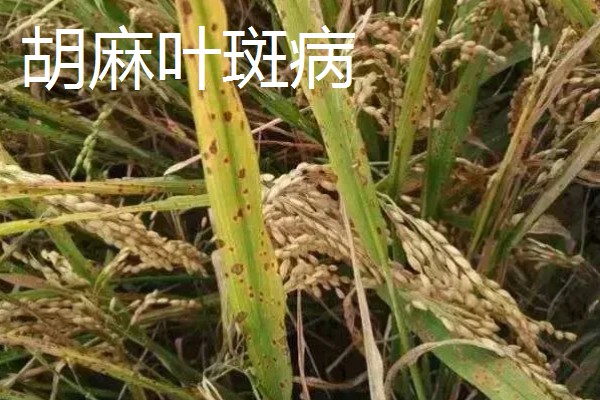 春耕购种时怎么鉴别带病种子，不同种子的鉴别方法不同