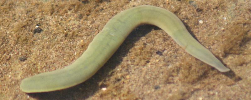 野生水蛭几月份抓，可于夏秋两季捕捉