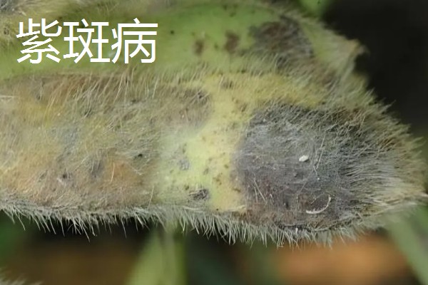 春耕购种时怎么鉴别带病种子，不同种子的鉴别方法不同