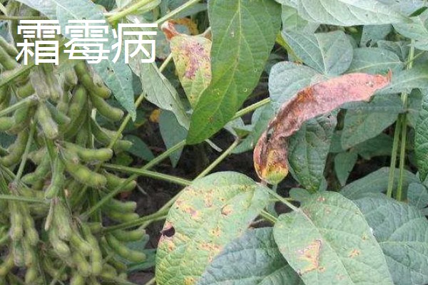 春耕购种时怎么鉴别带病种子，不同种子的鉴别方法不同