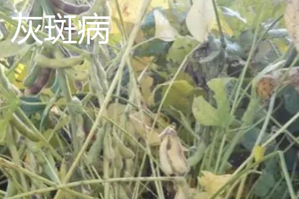 春耕购种时怎么鉴别带病种子，不同种子的鉴别方法不同