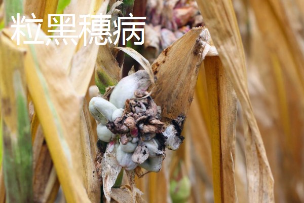 春耕购种时怎么鉴别带病种子，不同种子的鉴别方法不同