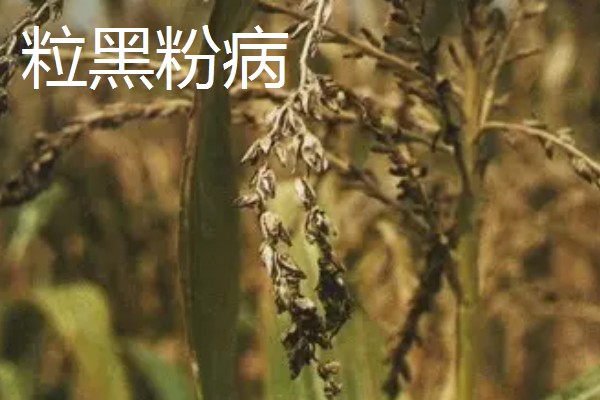 春耕购种时怎么鉴别带病种子，不同种子的鉴别方法不同