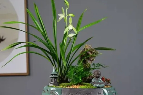 兰花被称为花中君子的原因，花香淡雅拥有自己的原则与信念