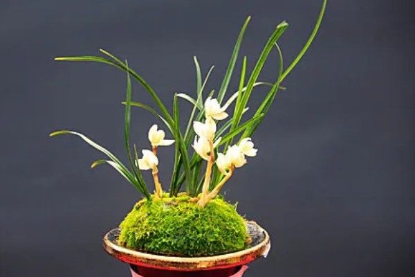 兰花被称为花中君子的原因，花香淡雅拥有自己的原则与信念