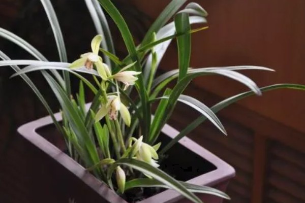 兰花被称为花中君子的原因，花香淡雅拥有自己的原则与信念