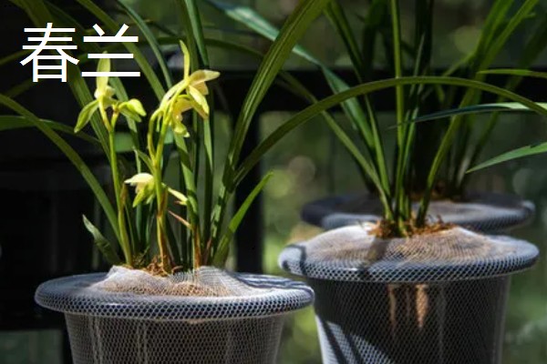 兰花被称为花中君子的原因，花香淡雅拥有自己的原则与信念