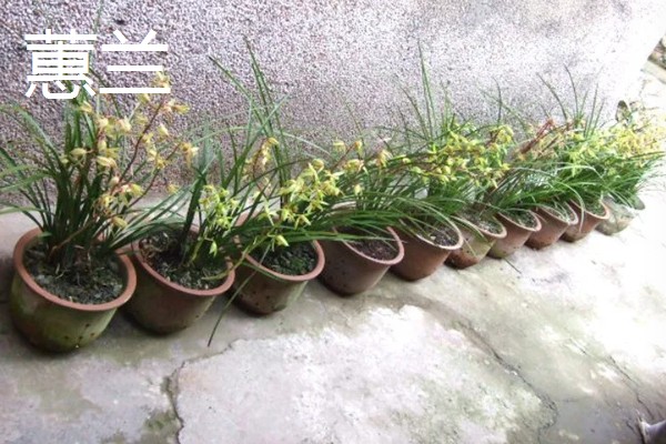 兰花被称为花中君子的原因，花香淡雅拥有自己的原则与信念