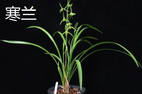 兰花被称为花中君子的原因，花香淡雅拥有自己的原则与信念
