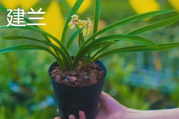 兰花被称为花中君子的原因，花香淡雅拥有自己的原则与信念