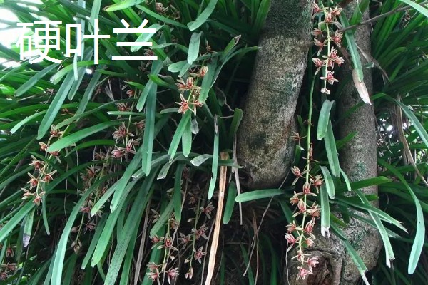 兰花被称为花中君子的原因，花香淡雅拥有自己的原则与信念