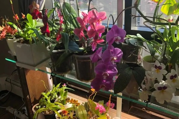 蝴蝶兰的花期,有两至三个月的时间