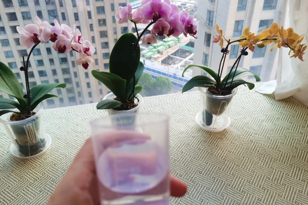 蝴蝶兰的花期,有两至三个月的时间