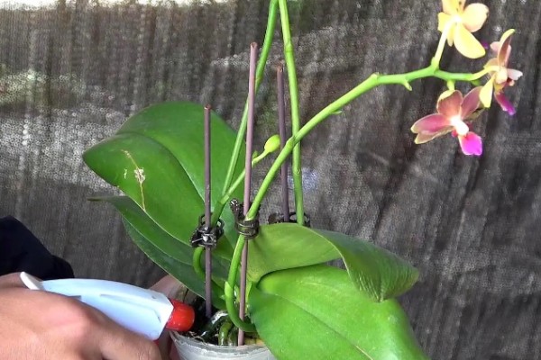 蝴蝶兰的花期,有两至三个月的时间