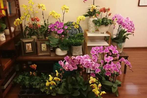 蝴蝶兰的花期,有两至三个月的时间