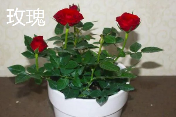 33朵玫瑰代表的含义，寓意永恒的爱、爱你如初等