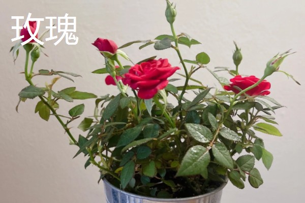 33朵玫瑰代表的含义，寓意永恒的爱、爱你如初等